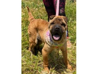 Anita cucciola di 1 anno e mezzo da adottare, simil Sharpei