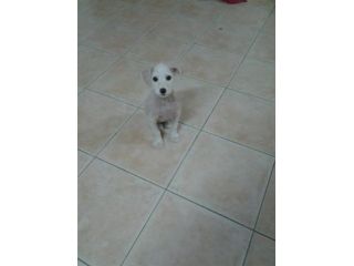 NINA, splendida cucciola
