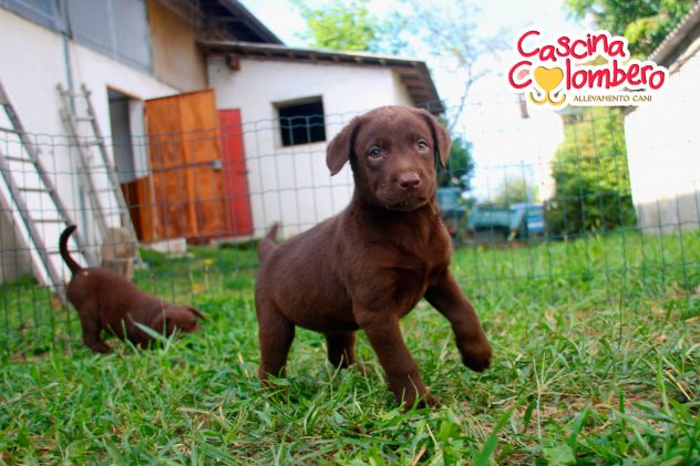 LABRADOR RETRIEVER CUCCIOLI MARRONE - Foto 2