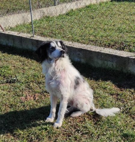 CANE IN ADOZIONE: PEGGY - Foto 2