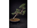 Cura, potatura e rinvaso bonsai