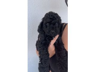 Vendo animali