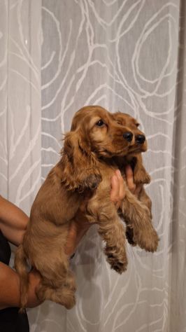 Cucciole & Cuccioli di Cocker Spaniel - Foto 4