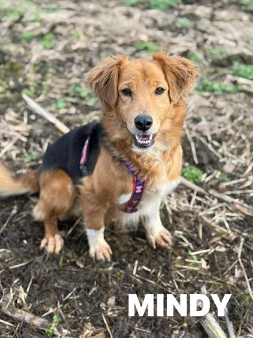 MINDY, dolcissima e super affettuosa! - Foto 3