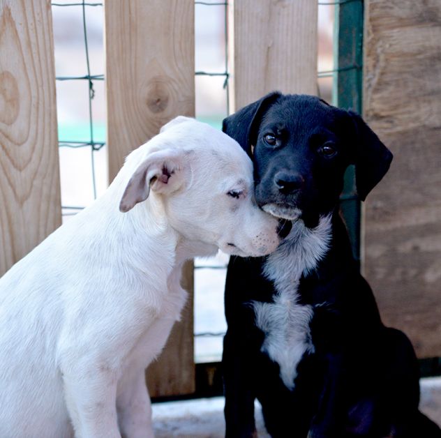 Milo e Ricky dolcissimi cuccioli in adozione - Foto 3