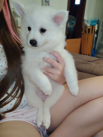 Cuccioli di Volpino tedesco - Foto 2