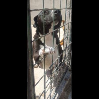 SILVESTRO DOLCISSIMO CANE IN ADOZIONE - Foto 4