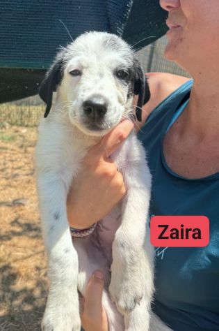 CUCCIOLI IN ADOZIONE - Foto 8