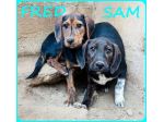 FRED e SAM  adorabili  simil bassottini