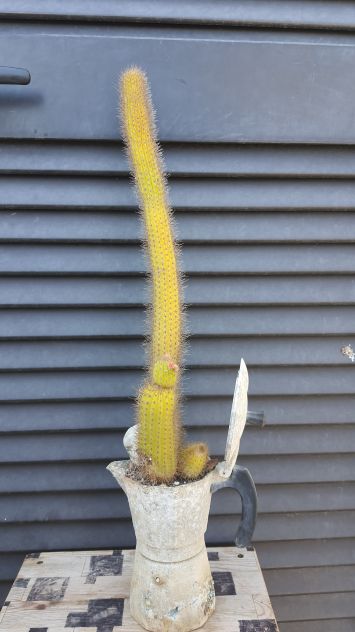 Moka Cactus – Hildewintera Aureispina – Piante Grasse - Foto 7