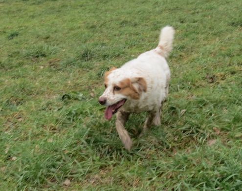 BOBI, mix setter - Foto 4