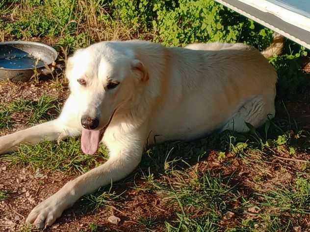 EDO, DOLCE CUCCIOLONE - Foto 5