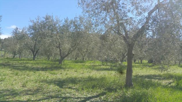 Seminativo in vendita a Lugnano in Teverina - Foto 10