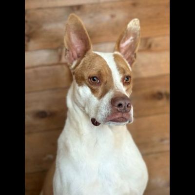 ELIO UN'OCCASIONE PER VIVERE, CANE IN ADOZIONE - Foto 2