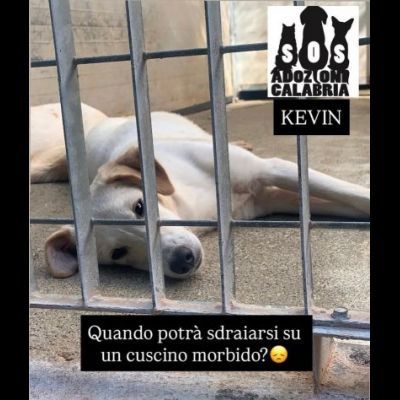 KEVIN, SPIKE, DIDO, TENERISSIMI CUCCIOLI IN ADOZIONE - Foto 9