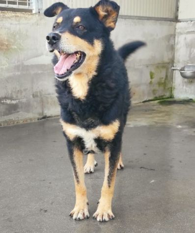 CAMBIA IL DESTINO DI CHI NON PUO' PARLARE, CANE IN ADOZIONE - Foto 4