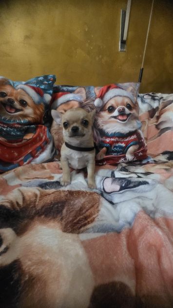 Chihuahua piccoli - Foto 6