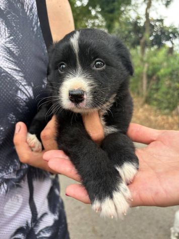 Moka cucciola - Foto 4