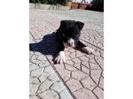 Cucciola Amstaff femminuccia con pedigree ENCI