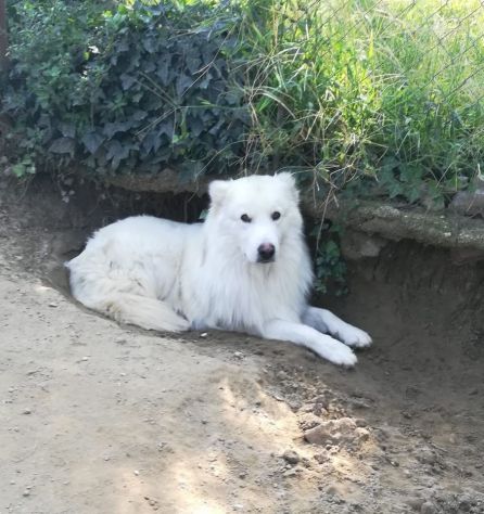 BLANCO E ZEUS, dolcissimi cani - Foto 4