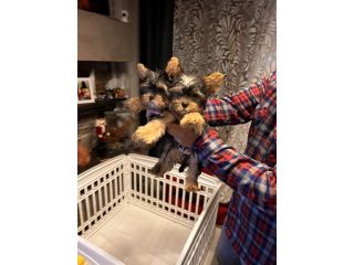 Cuccioli di Yorkshire