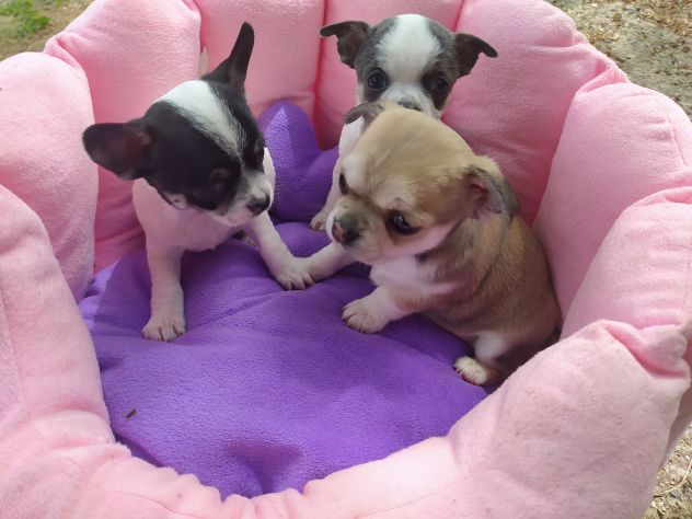 Chihuahua cuccioli pelo corto