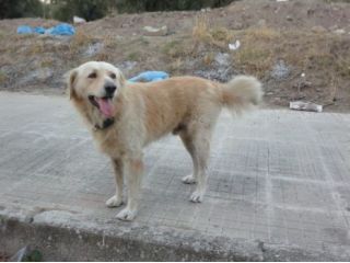 EDDIE, giovane mix golden