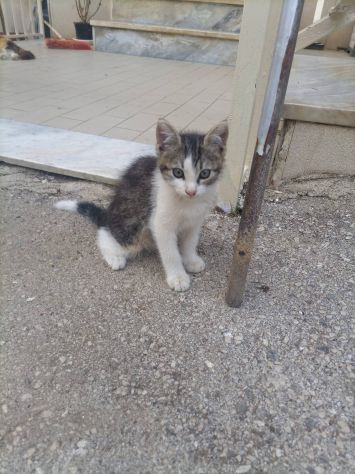 Gattini piccolini - Foto 8