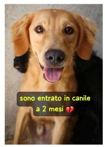 BIONDO 2 ANNI TAGLIA MEDIA