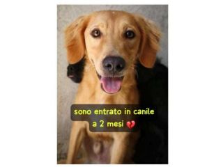 BIONDO 2 ANNI TAGLIA MEDIA