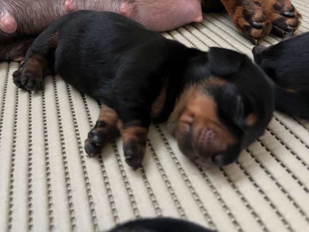 Cucciolo bassotto tedesco nano - Foto 4