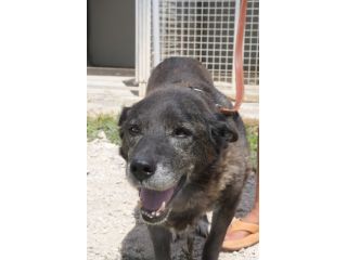 Igor per 10 anni tenuto da solo in una campagna