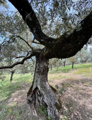 OLIVO SECOLARE