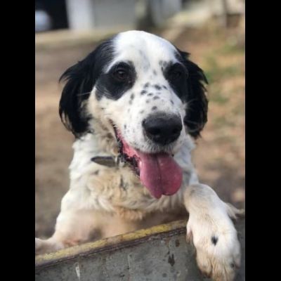 CEDRIC, SETTER INGLESE, UNA MERAVIGLIA CHE CERCA CASA, CANE IN ADOZIONE - Foto 4