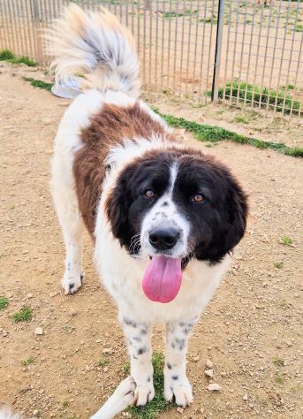 MARGOT,MERITA UNA MERAVIGLIOSA ADOZIONE! - Foto 6