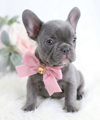 BULLDOG - BOULEDOGUE FRANCESE CUCCIOLI BLU pag. agevolato