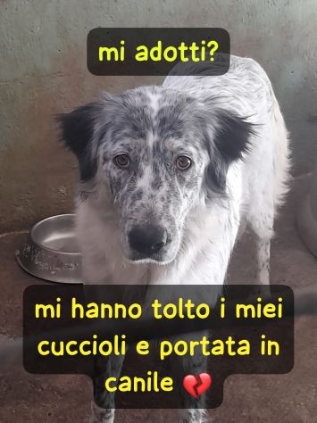 KIM 2 ANNI CIRCA TAGLIA GRANDE E’ IN CANILE - Foto 6