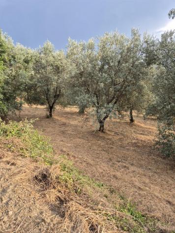 TERRENO VENDESI OLIVETA DI 780 OLIVI CON RIMESSA , POSSIBILITA' LUCE E ACQUA - Foto 2