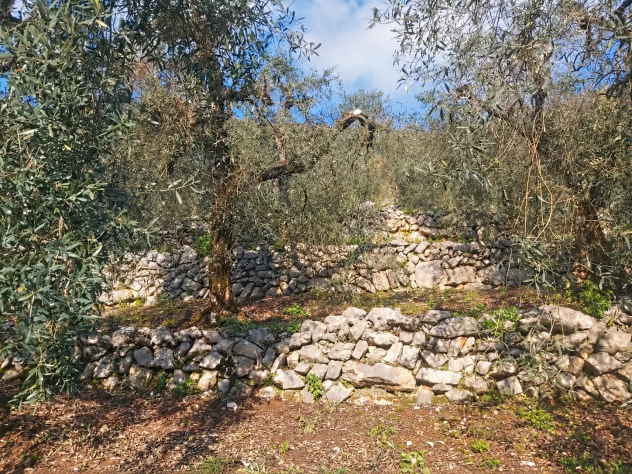 Uliveto - Foto 4