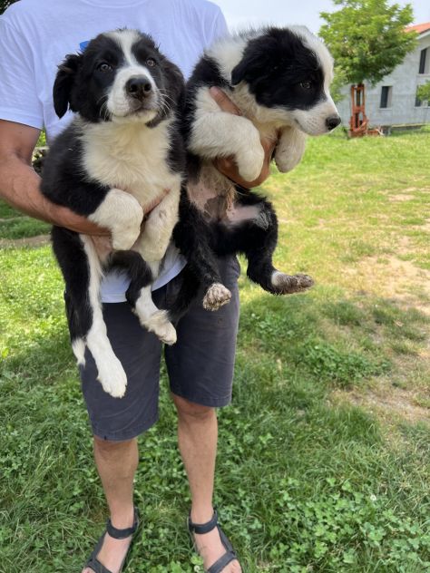Cuccioli di Border Collie (solo maschietti) - Foto 7