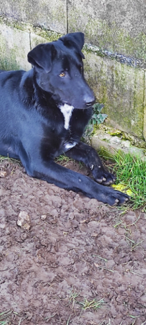 CANE IN ADOZIONE: ARON - Foto 4