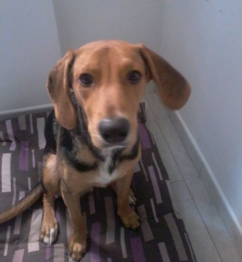 Cucciolotto mix beagle - Foto 3