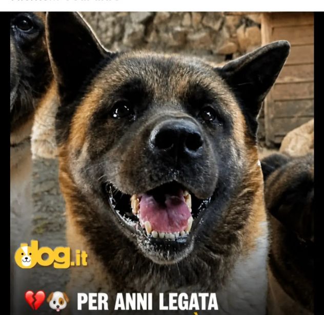 Akita Americana 6anni viveva legata a catena stretta,nn poteva coricarsi!TOSCAN