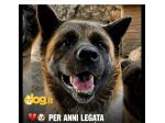 Akita Americana 6anni viveva legata a catena stretta,nn poteva coricarsi!TOSCAN
