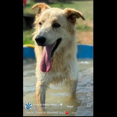 TIMON DOLCISSIMO simil Golden retriever cane in adozione - Foto 3