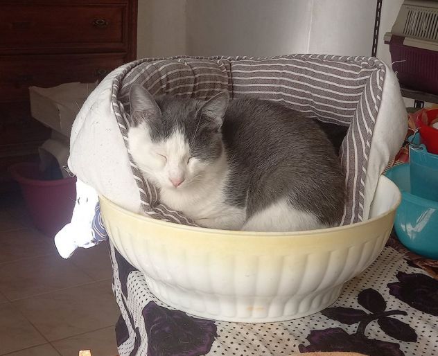 Piuma, micia molto dolce e sofficissima - Foto 5