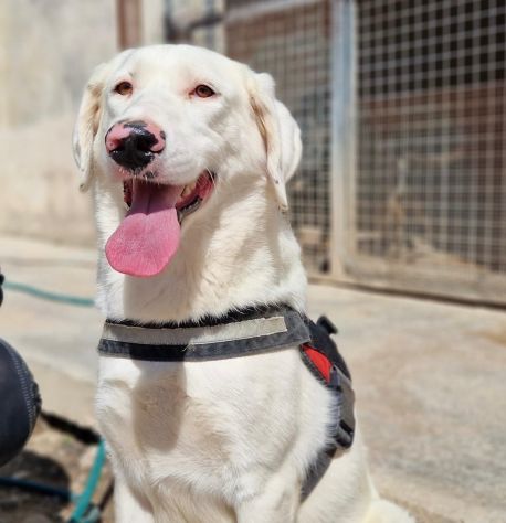 Blanche da cucciola vive in canile - Foto 4