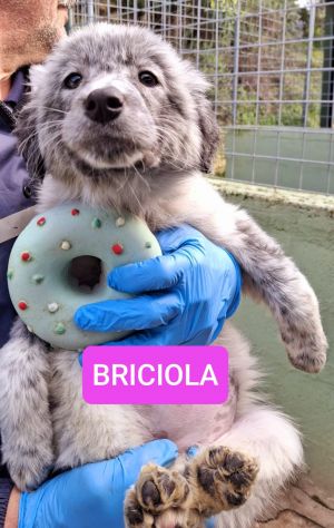 CUCCIOLI 3 MESI taglia media grande NATI IN CANILE - Foto 7