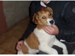 ROCCO, stupendo cucciolotto mix Breton