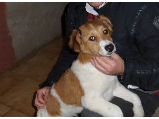 ROCCO, stupendo cucciolotto mix Breton